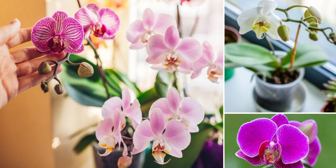 5 dicas para manter as suas orquídeas perfeitas
